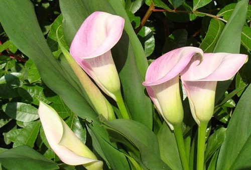 Roze calla lelies