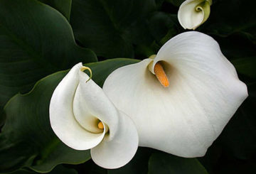 Witte calla lelies