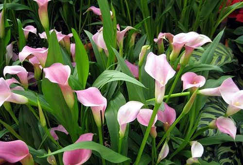 Roze calla lelies