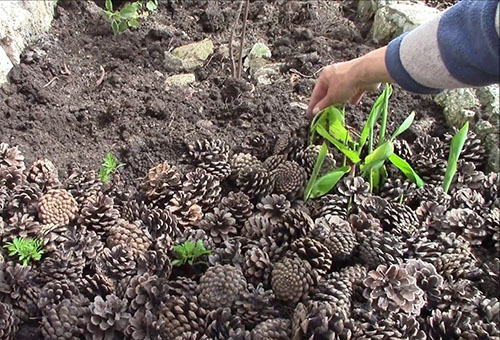 Cannes planten in de volle grond