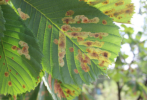 Damaged chestnut leaves