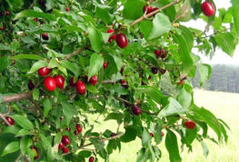 Dogwood bush with berries