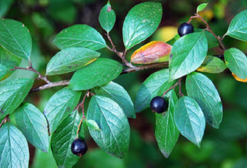 Glanzende cotoneaster-tak