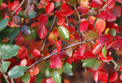 Cotoneaster listy na jeseň brilantné