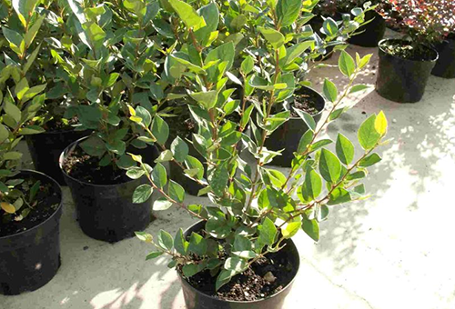 Cotoneaster seedlings