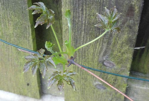 reproductie van Clematis door gelaagdheid