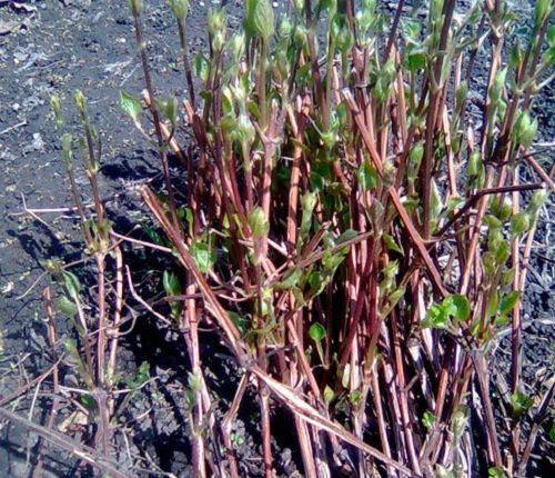 reproductie van Clematis door worteldeling