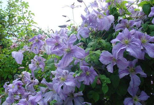 bloeiende clematis