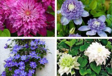 verschillende soorten clematis