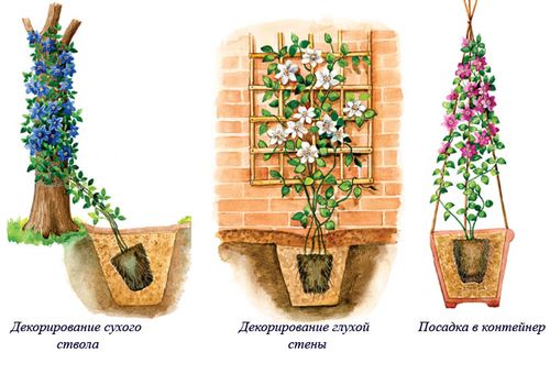 reproduktion av blommor