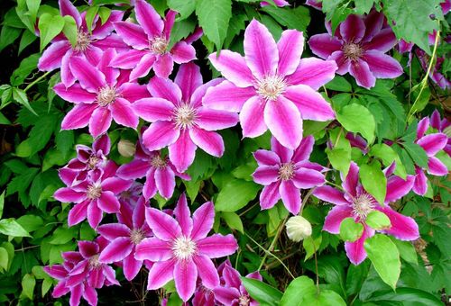 Small and medium-flowered clematis