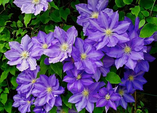 Clematis blauw