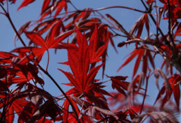 Červený ventilátor javorové listy