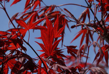 Hojas de arce abanico rojo