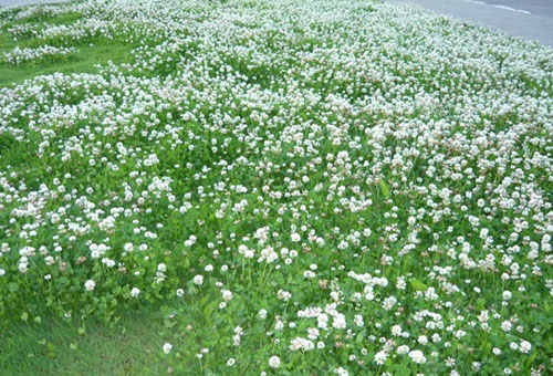 Bãi cỏ với cỏ ba lá leo trắng