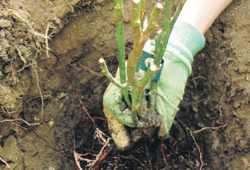 Een rozenstruik planten