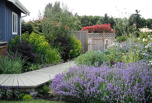 Lavendel in hun zomerhuisje