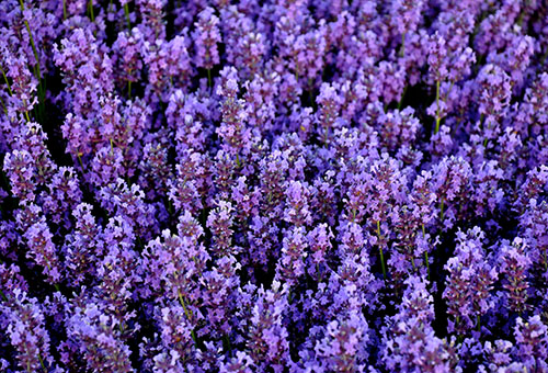 Lavanda floreciente