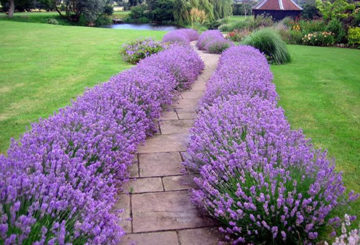 Lavendel grens