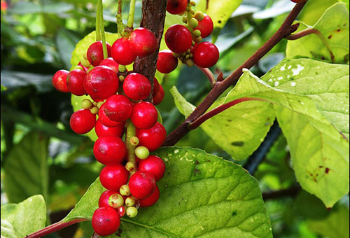 Schizandra berries