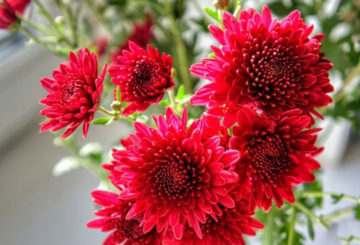 Rode chrysanten