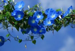 blommande blå morgon ära