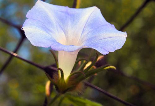 сутрешна слава noctiflora moonflower