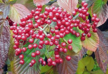 Viburnum ordinario