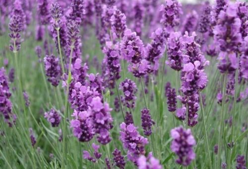 mountain lavender