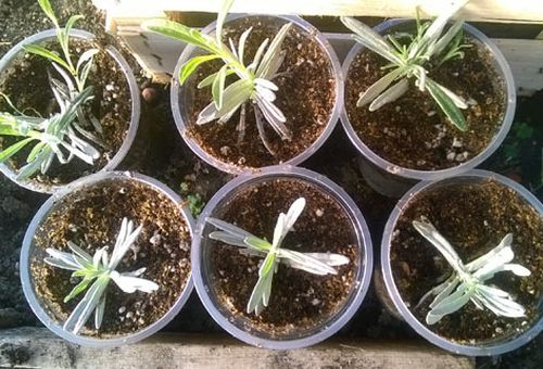 grown lavender seeds