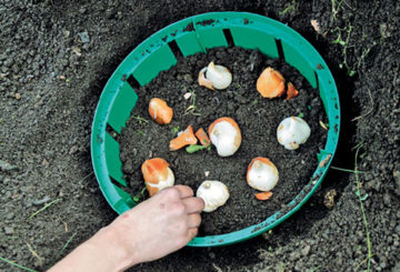 Plantar tulipanes en la canasta de bulbos