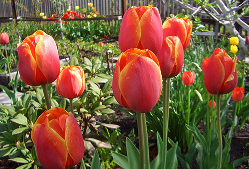 Kvitnúce tulipány