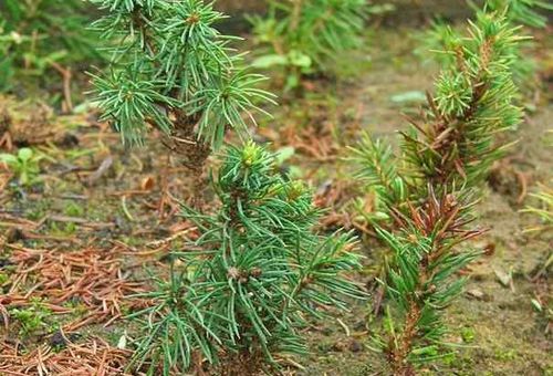 spruce breeding