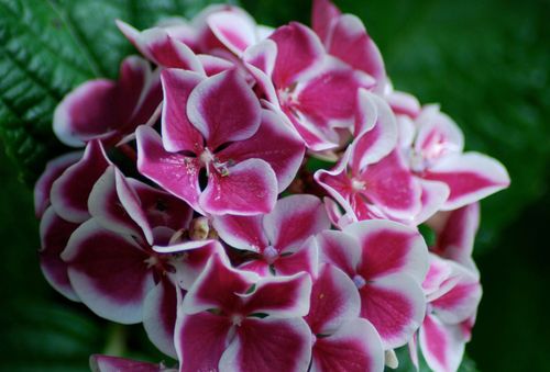 hoa cẩm tú cầu màu