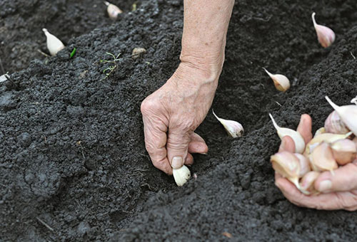 Planting winter garlic