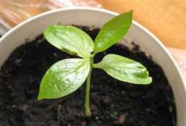 Persimmon sprout in a pot