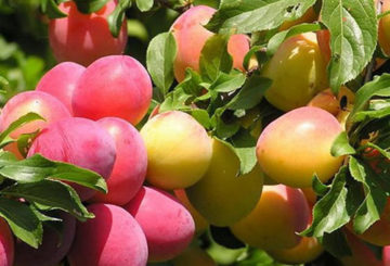 Frutos de ciruela cereza en ramas