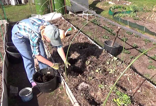 Preparing the eggplant site