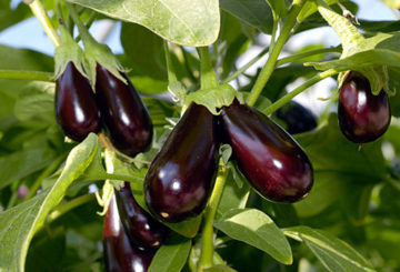 Rijpe aubergine