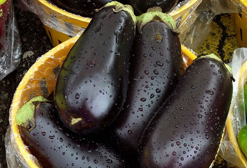 Eggplant harvest