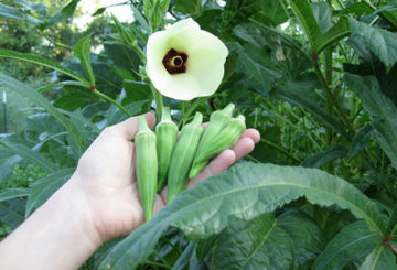 Okra bloem en fruit