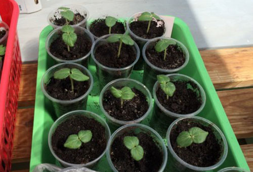 Okra seedlings