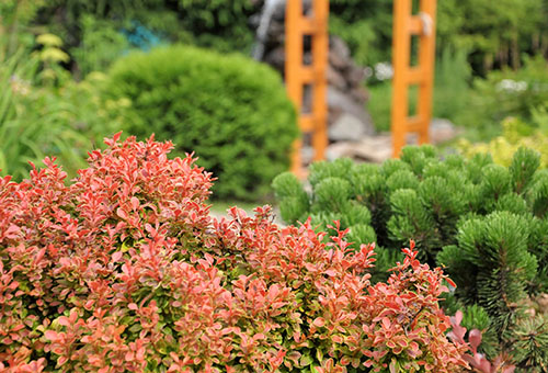 Thunberg barberry and coniferous shrubs
