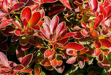 Berberis loof Thunberg