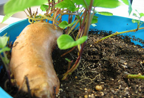 Sprouting a sweet potato tuber