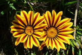 Floarea-soarelui decorativă