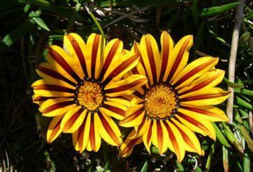 Girasoles decorativos