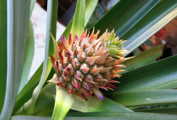 Ananas eierstok