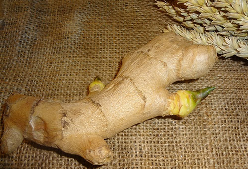 Sprouting ginger root