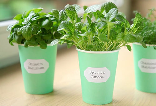 Pots with mint and basil